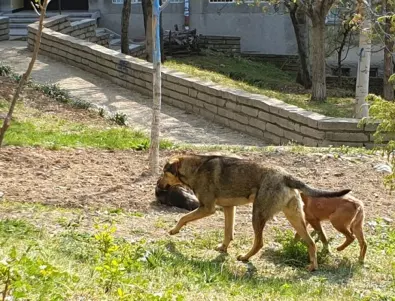 Масова кастрация на бездомни кучета в Благоевград