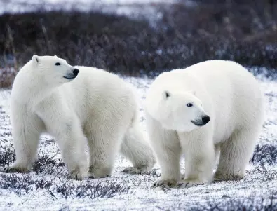 Бели мечки търсят храна в боклукчийски камион в Арктика (ВИДЕО)