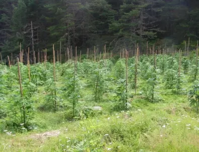  Турция залови близо два тона марихуана  