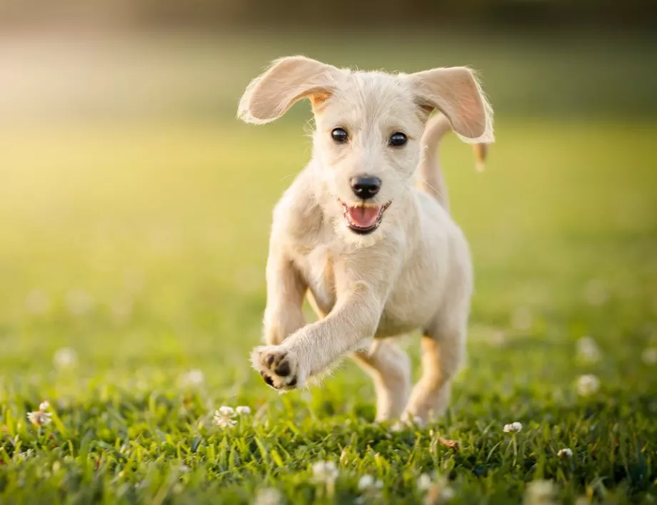 Как да защитим кучето си от жегата 