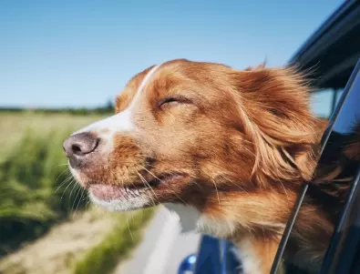 Флорида готви да забрани на кучетата да подават глава от колата