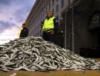 Протестите: Ден 48 - Мъртва риба пред Министерски съвет (ОБНОВЕНА)