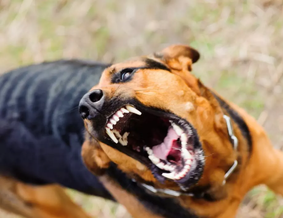 Няколко тежки инцидента с нахапани от кучета в Русия