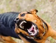 Кметът на Долна Оряховица: Нямаме правомощията да се справим с проблемните кучета