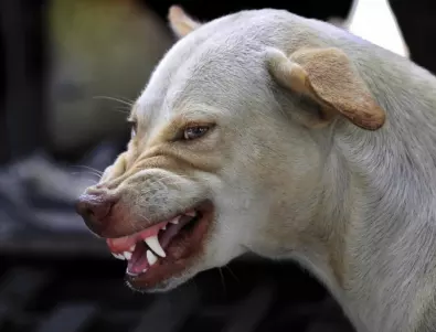 Куче от бойна порода нахапа жена в София