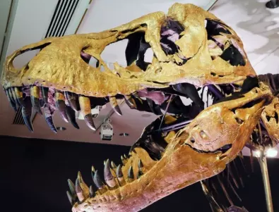 Скелет на тиранозавър бе продаден за рекордна сума