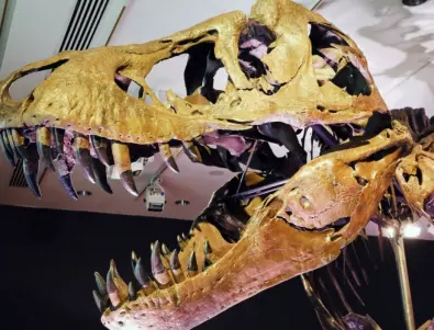Учени доказват: Тиранозавър рекс е страдал от силен зъбобол