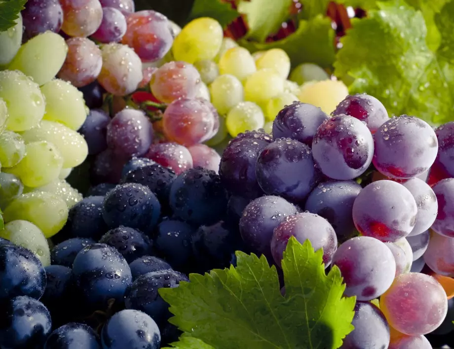 До 40% по-малко добив на грозде очакват лозари