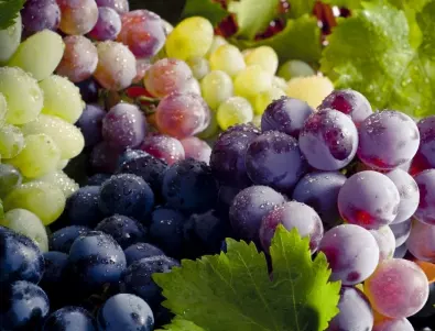 Учени разкриха какво се случва с кръвната захар, когато ядете грозде