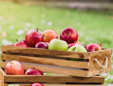 Могат ли ябълковите семена да ви убият?