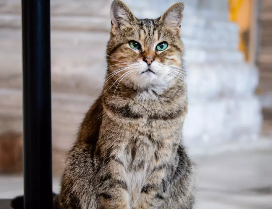 Гли, котката на „Света София“ в Истанбул, се разболя 