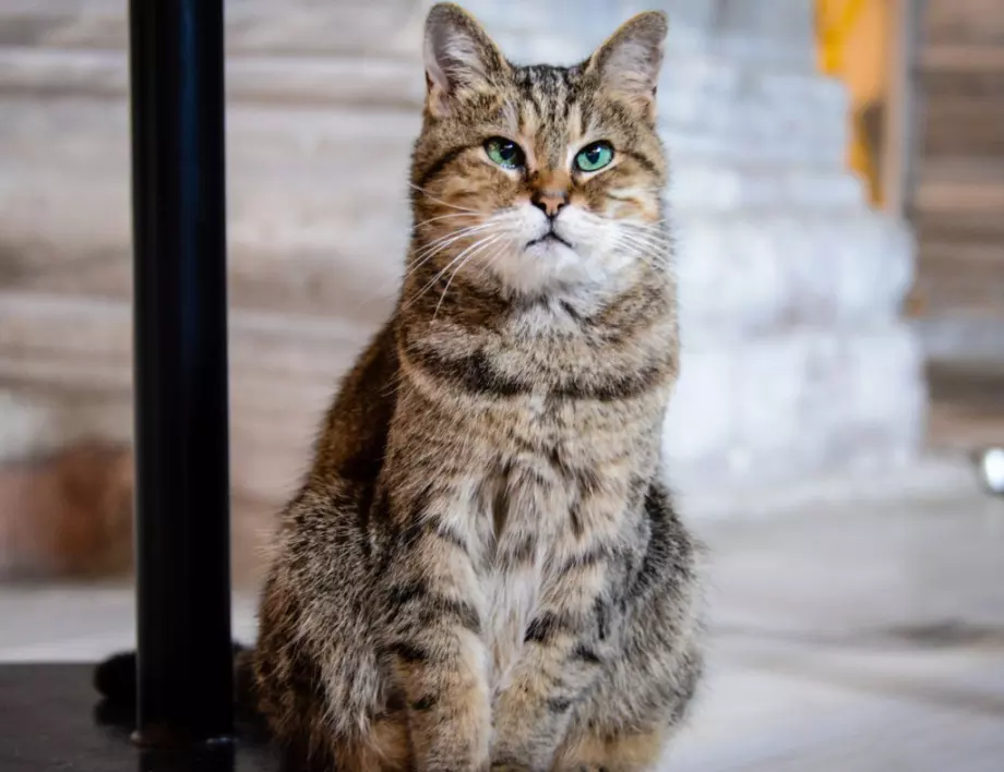 Почина талисманът на "Света София" - котката Гли