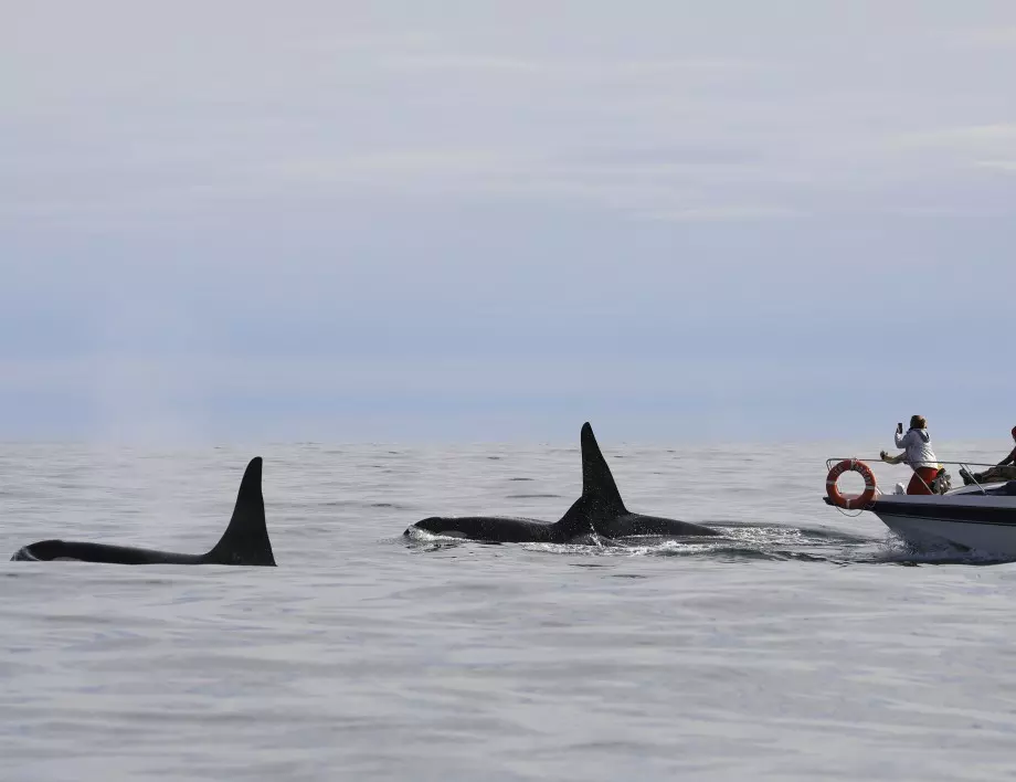 70 кита заседнаха край бреговете на Австралия (СНИМКИ)