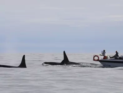 500 кита заседнаха по брегове край Австралия, 380 - загинаха (СНИМКИ И ВИДЕО)