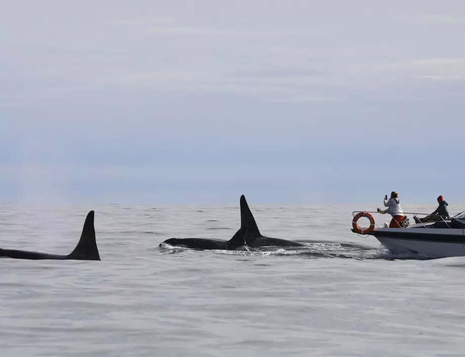 500 кита заседнаха по брегове край Австралия, 380 - загинаха (СНИМКИ И ВИДЕО)