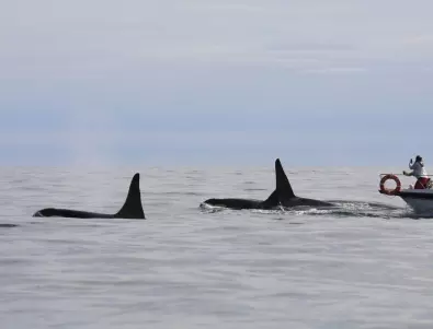 Исландия ще прекрати лова на китове до 2024 г.  