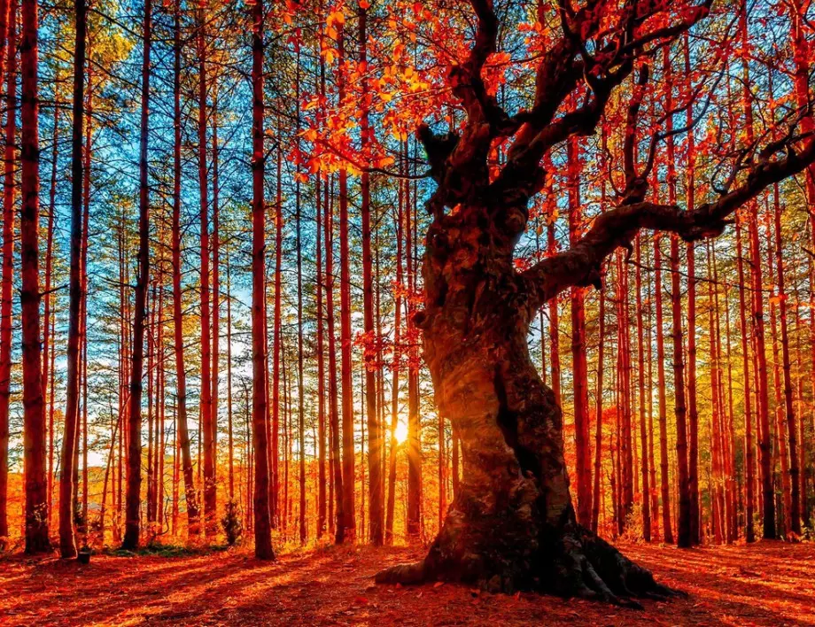 11-ото издание на конкурс "Дърво с корен 2020" търси историите на любими и впечатляващи дървета