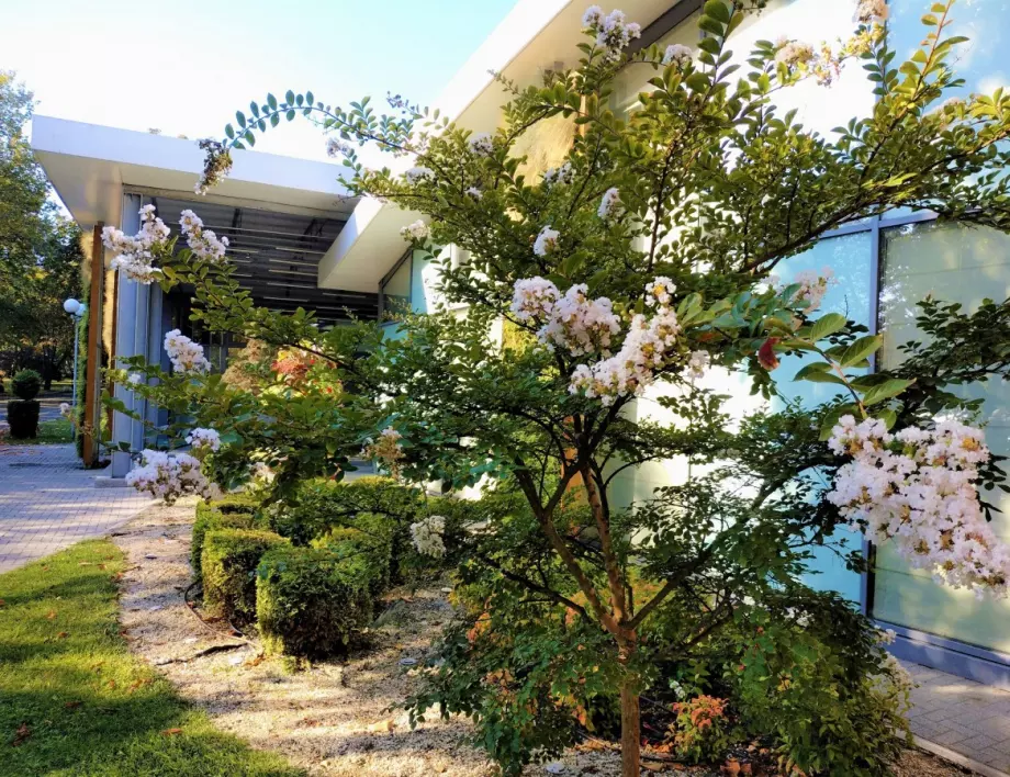 Бургазлии посрещат  „Флора есен“ с хризантеми, далии, орхидеи и други красоти 