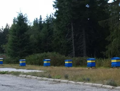 В Асеновград - до две прасета на домакинство. Правят регистър на пчелините