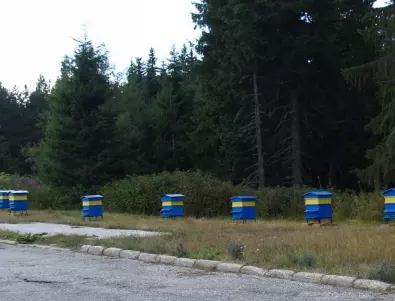 Обсъждат дали да отпадне регистрацията на пчелини в кметството