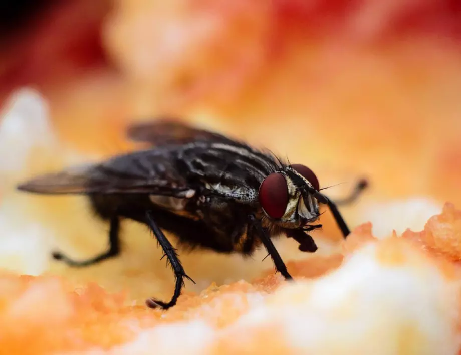 Това са най-опасните насекоми, които всички игнорираме през лятото