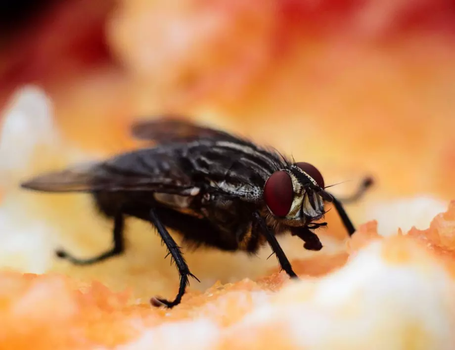 Защо мухите хапят болезнено през август, въпреки че летят през цялото лято