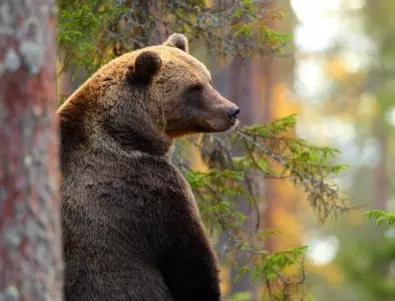 Спасителен мечешки отряд на WWF ще направи опит да залови проблемна мечка в с. Антон