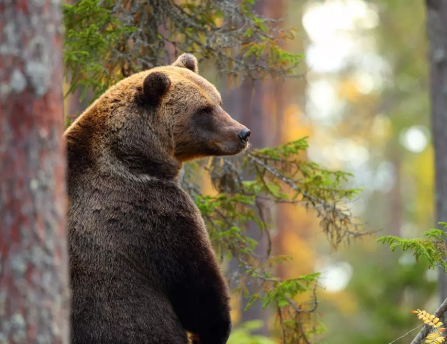 Горските поискаха разрешение за минимален отстрел на мечки за намаляване на популацията им