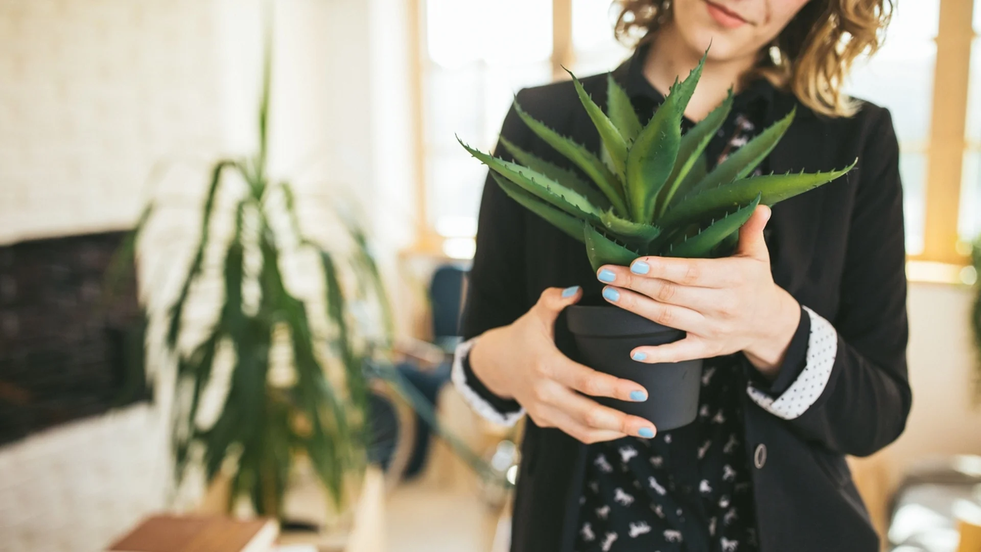 5 растения ще заменят климатика и пречиствателя на въздуха в дома ви