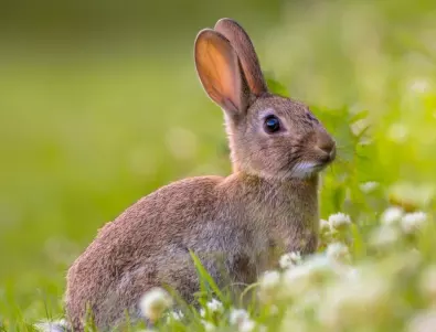 Шумове, които издават зайците: Какво се опитват да ви кажат?