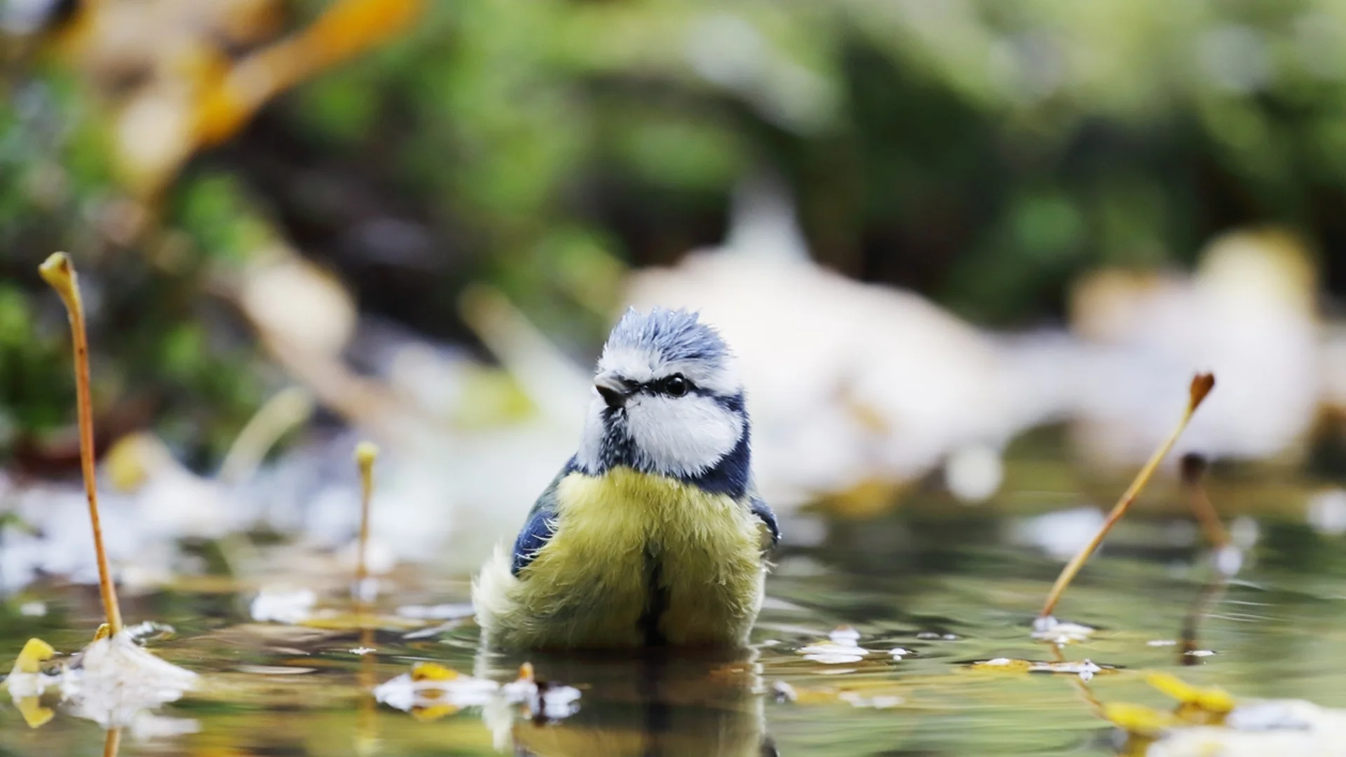 Едно птиче ще каже нещо важно на 3 зодии!