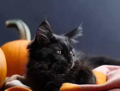 Днес, Черна котка ще мине път на 4 зодии!