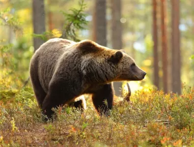 Първи нападения от мечки за годината в Смолянско