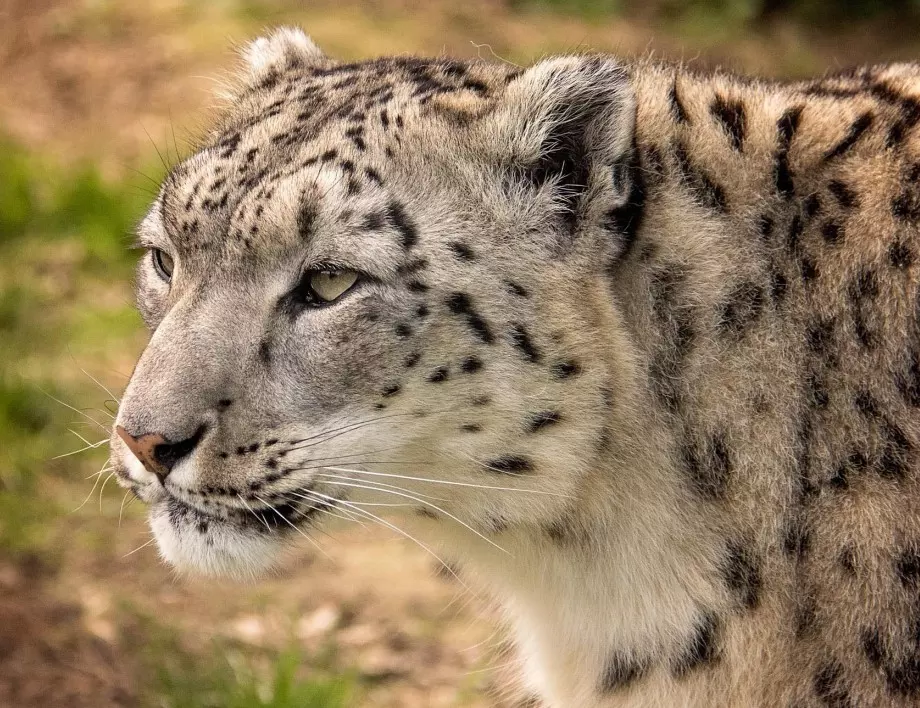 Снежният леопард Никс е новият обитател на Софийския зоопарк (СНИМКИ) 
