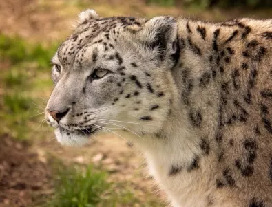 Леопард избяга от зоопарка в Стара Загора, евакуираха посетителите
