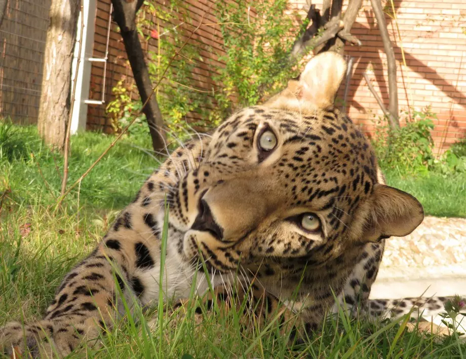 В Софийския зоопарк вече има и женски персийски леопард (СНИМКИ) 