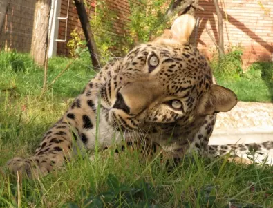 Не един, а два леопарда са излезли от клетката си в зоопарка в Стара Загора, вече са хванати*