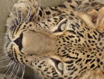 Избягал от сафари парк в Китай леопард броди на свобода (ВИДЕО)