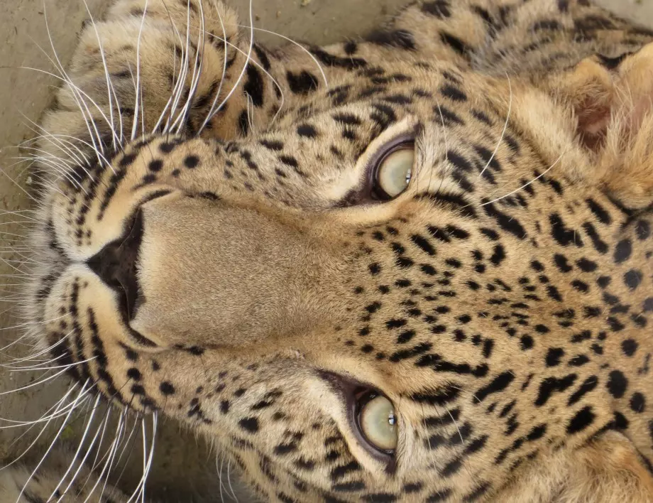 Избягал от сафари парк в Китай леопард броди на свобода (ВИДЕО)