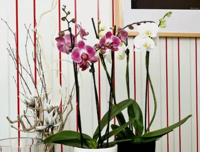 Отглеждате орхидея вкъщи? Задължително трябва да знаете това