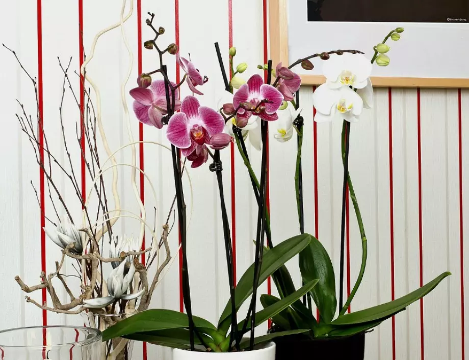 Отглеждате орхидея вкъщи? Задължително трябва да знаете това