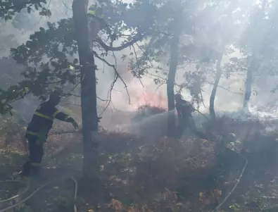 50 000 дка спасени гори в края на пожароопасния сезон