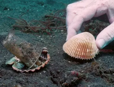 Вижте как водолази убеждават октоподче да замени пластмасова чашка с мидена черупка (ВИДЕО)