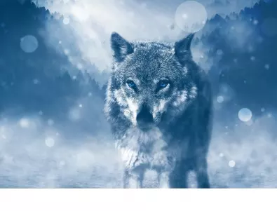 Кои зодии сами са пуснали вълка в кошарата?