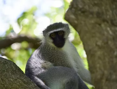   Маймуна се прави, че припада, за да привлече мъжкия екземпляр (ВИДЕО)