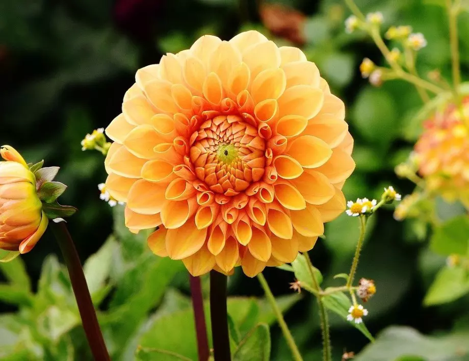 Феноменално откритие: Цветето, което предпазва градината от вредители 