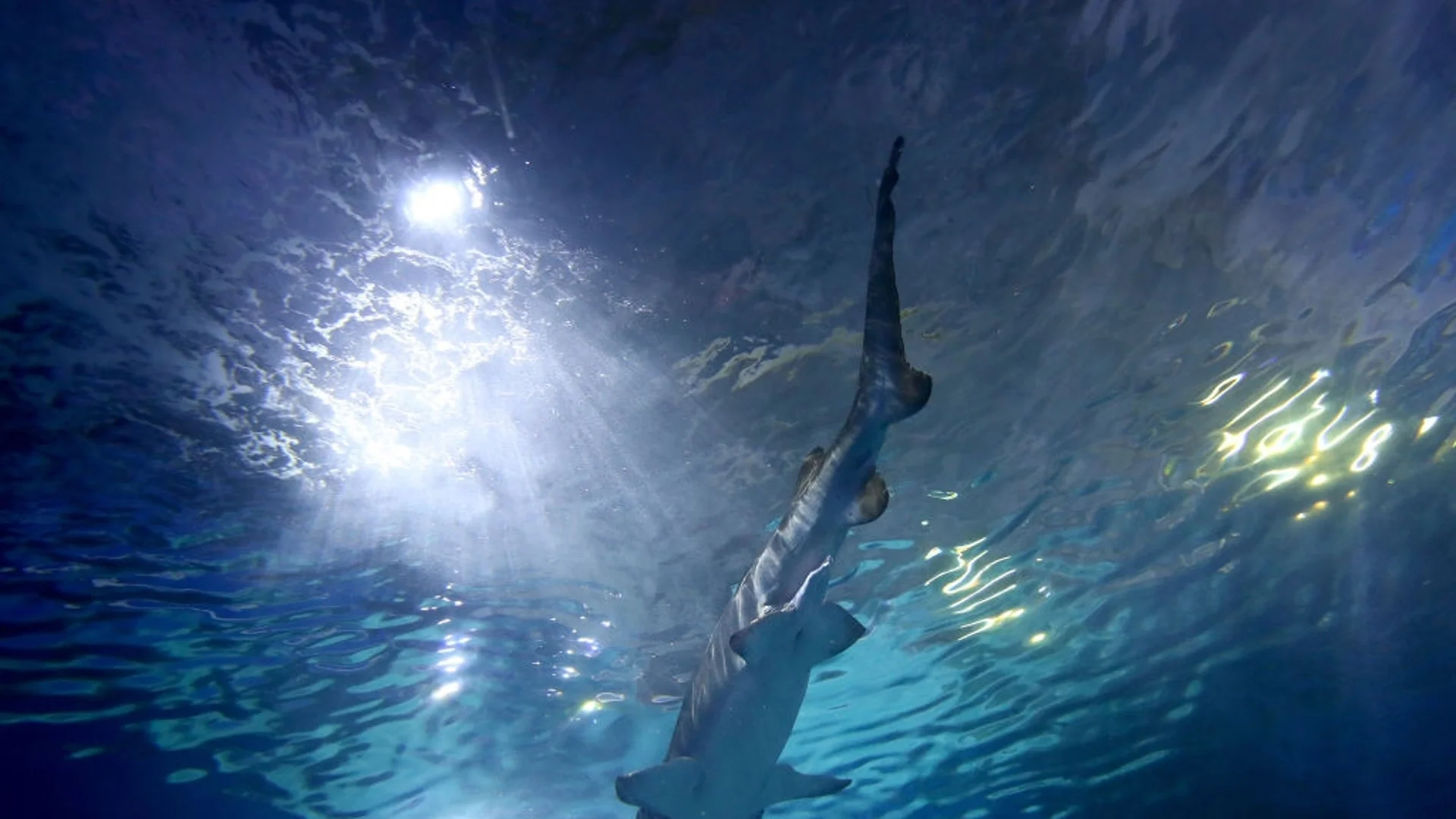 Смъртоносните нападения на акули са се удвоили през 2023 г.  