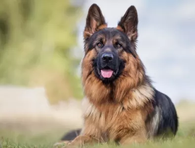 Кучета-герои в Албанската полиция изпращани в пенсия с почести 