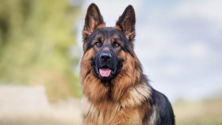 Кучета-герои в Албанската полиция изпращани в пенсия с почести 