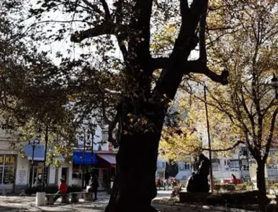 Чинар на повече от 500 г. в центъра на Асеновград събира под сянката си хора и до днес